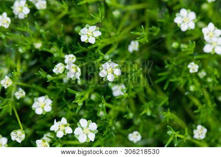 Flower Of A Heath Pearlwort, Sagina Subulata.