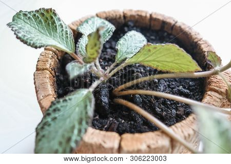 Episcia, Young Houseplant In A Pot. Isolated