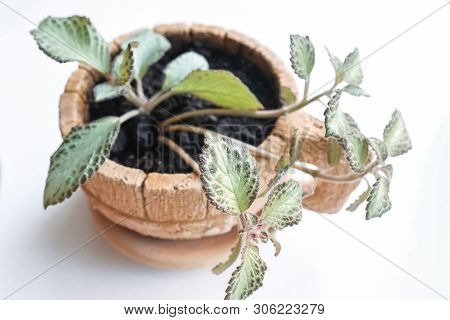 Episcia, Young Houseplant In A Pot. Isolated