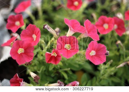 Ipomoea Cholulensis Or Red Morning Glory, Redstar