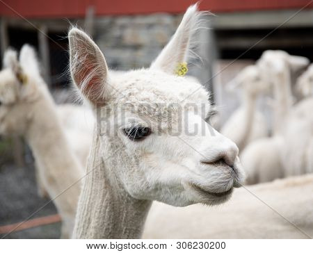 White Alpaca Lamb