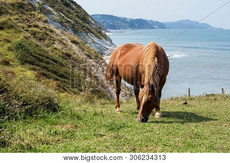 Horses Pasturing Layers Of Flysch In Low Tide, Zumaia, Playa De Sakoneta, Basque Country, Spain
