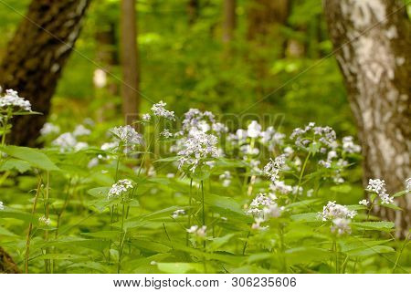Forest With Flowering Plants