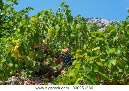 Organic 'mali Plavac' Grapes In Local Vineyard,trstenik Village, Peljesac Peninsula, Dalmatia, Croat