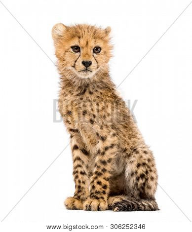 three months old cheetah cub sitting, isolated on white