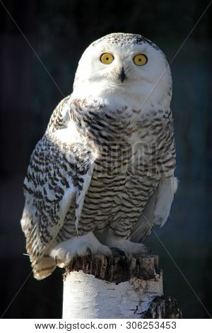Portrait Of An Snow Owl Sitting On The Wood Trank Stunk