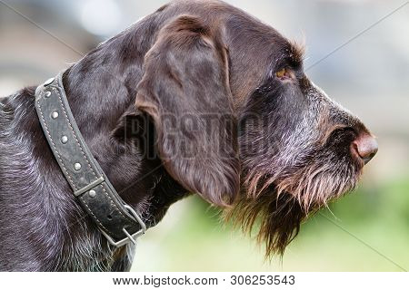 Muzzle Of German Wirehaired Pointer On Blurred Background