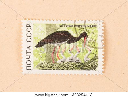 Cccp - Circa 1970: A Stamp Printed In The Cccp Shows A Black Stork, Circa 1970