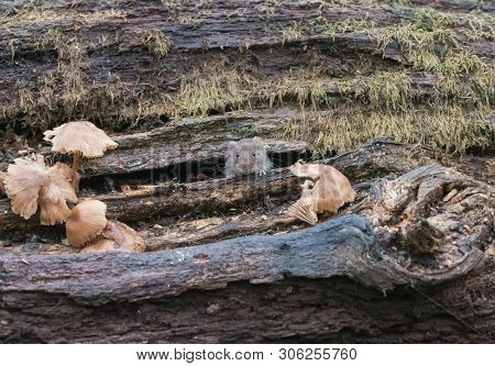 Bank Vole In English Woodland, Peeping Out From Old Log.