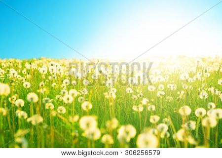 Dandelion On The Meadow At Sunlight Background In Springtime. Dandelions In Meadow During Sunset. Da