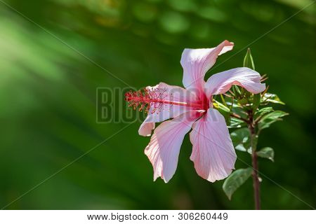 Very Pretty Pink Hibiscus Flower With Shallow Focus, Blurry Green Background And Space For Text, Eth