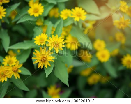 Dramatic Close Up Beautiful Little Yellow Star Flower (melampodium Divaricatum) On Green Garden Back