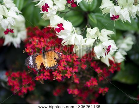 Close Up Broken Wing Orange Butterfly Plain Tiger (danaus Chrysippus Chrysippus) On Red Flower With 