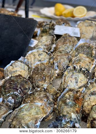 Fresh Oysters On A Fish Market With Short Depth Of Field
