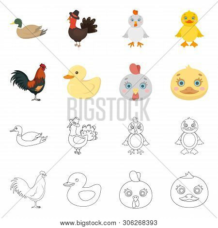 Isolated Object Of Funny And Poultry Sign. Set Of Funny And Farming Vector Icon For Stock.
