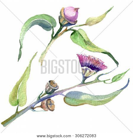 Red Eucaliptus Floral Botanical Flowers. Watercolor Background Set. Isolated Eucaliptus Illustration