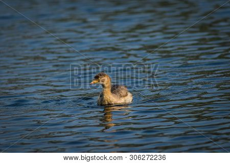 A Little Grebe Or Tachybaptus Ruficollis
Swimming In Blue Water At Keoladeo Bird Sanctuary, Bharatpu