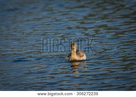 A Little Grebe Or Tachybaptus Ruficollis
Swimming In Blue Water At Keoladeo Bird Sanctuary, Bharatpu