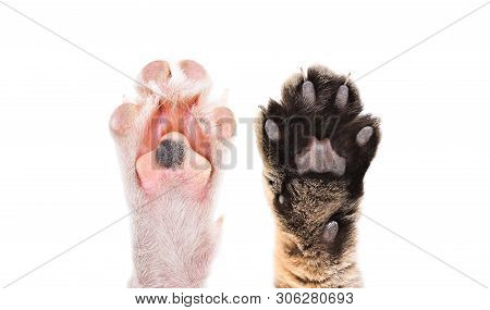 Paws Of Cat And Dog Together Isolated On White Background