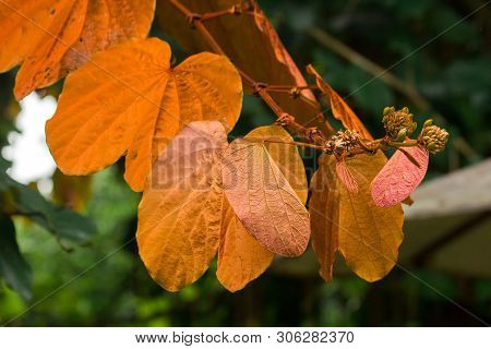 Bauhinia Aureifolia, Golden Leaves, Is A Large Vine Wood