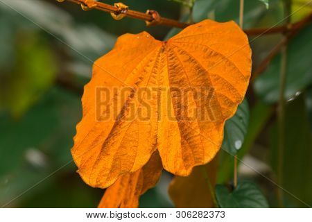 Bauhinia Aureifolia, Golden Leaves, Is A Large Vine Wood