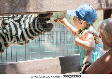Zoo Visitors Little Girl And Her Grandmother Feeding Zebra Through The Fence, Close Up.