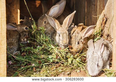 Young Rabbits In A Cage On Private Farm In Russian Village