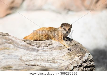 The Yellow Mongoose (cynictis Penicillata), Sometimes Referred To As The Red Meerkat.