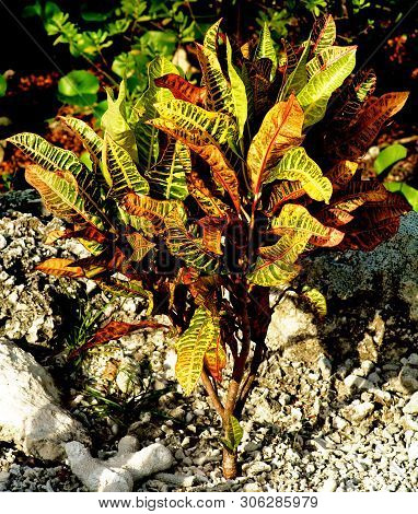 Variegated Croton Plant (codiaeum Variegatum) On Sunset Outdoors