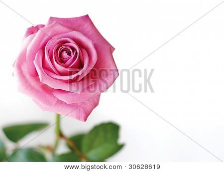 아름 다운 핑크 로즈입니다.