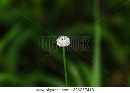 Melampodium Leucanthum In Nature Has Small White Flowers Is A Shrub Covering The Ground
