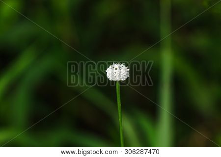 Melampodium Leucanthum In Nature Has Small White Flowers Is A Shrub Covering The Ground