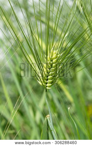 Green Ear Of Barley Six-row On Summer Day
