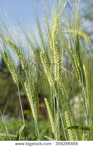 The Two-rowed Barley (lat. Hordeum Distichon) On Summer Day
