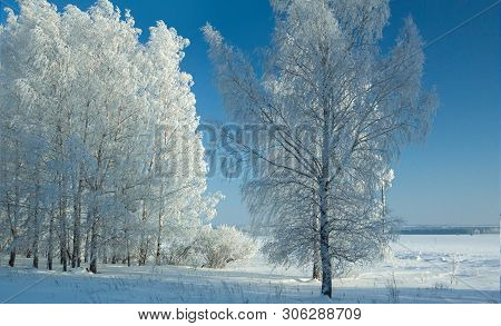 A Line Of Pine-trees In A Deep Snowdrift On Scintillating Snow, In Frosty Clear Day