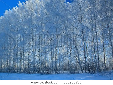 A Line Of Pine-trees In A Deep Snowdrift On Scintillating Snow, In Frosty Clear Day