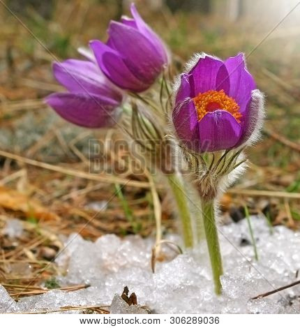 Pulsatilla Patens Are Punched From Under The Snow, At The Spring. Short Selective Focus.