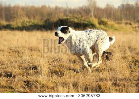 Portrait Of Central Asian Shepherd Dog Outdoor