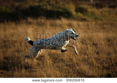 Portrait Of Central Asian Shepherd Dog Outdoor