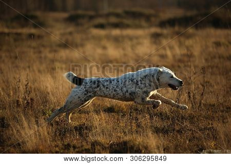 Portrait Of Central Asian Shepherd Dog Outdoor