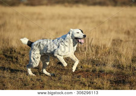 Portrait Of Central Asian Shepherd Dog Outdoor