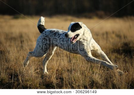 Portrait Of Central Asian Shepherd Dog Outdoor
