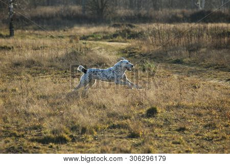 Portrait Of Central Asian Shepherd Dog Outdoor