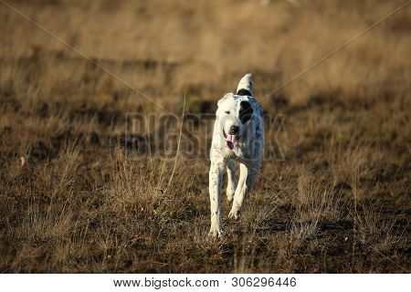 Portrait Of Central Asian Shepherd Dog Outdoor