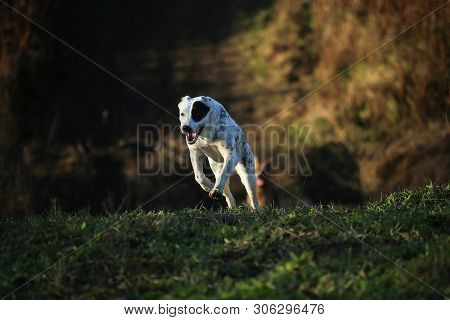 Portrait Of Central Asian Shepherd Dog Outdoor