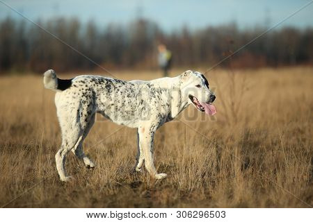 Portrait Of Central Asian Shepherd Dog Outdoor