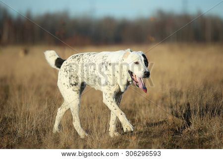 Portrait Of Central Asian Shepherd Dog Outdoor