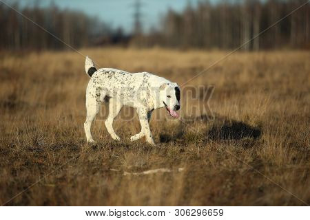 Portrait Of Central Asian Shepherd Dog Outdoor