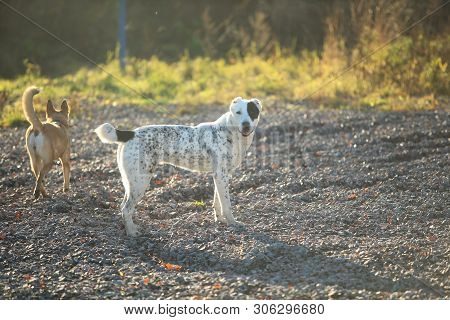 Portrait Of Central Asian Shepherd Dog Outdoor