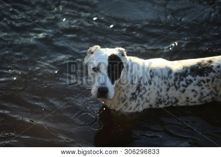 Portrait Of Central Asian Shepherd Dog Outdoor